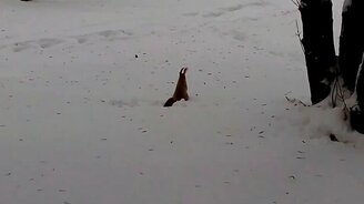 Белка в сугробе - смотреть видео (2:08)