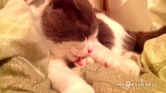 Засмущали кота - смотреть видео (0:44)