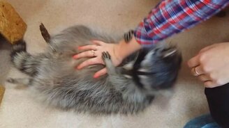 Чешем пузики енотам - смотреть видео (0:53)