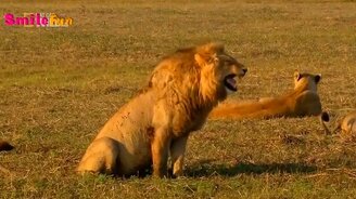 Шутливые ролики с животными - смотреть видео (5:21)