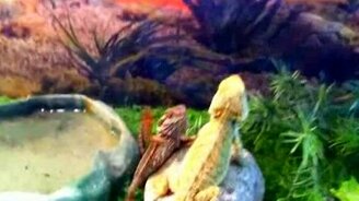 Ящерицы-телепаты - смотреть видео (0:36)