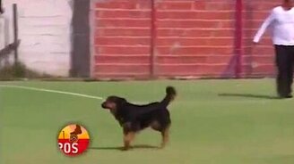 Собака - гол забивака - смотреть видео (0:22)