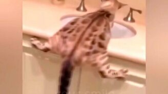 Приколы с котами под музыку - смотреть видео (4:45)