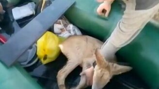 Спасение оленёнка - смотреть видео (3:16)