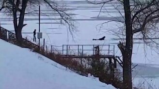 Парень спас собак, провалившихся под лёд - смотреть видео (1:59)