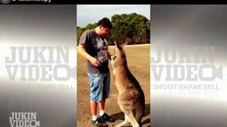 Удар в пах от кенгуру - смотреть видео (0:23)