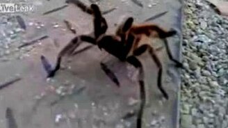 Как паук защищается - смотреть видео (0:24)