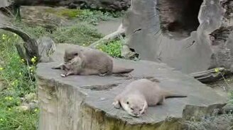 Выдра жонглирует лёжа - смотреть видео (0:32)