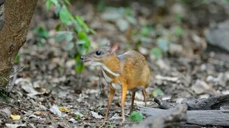 Как выглядит мышиный олень - смотреть видео (0:30)