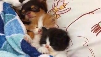 Приколы с котами и псами - смотреть видео (4:03)