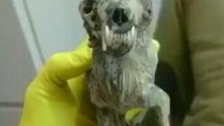 Мумия древнего динозавра - смотреть видео (0:51)