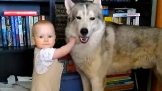 Ребёнок треплет терпеливого пса - смотреть видео (1:00)