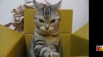 Весёлые зверушки в сборнике приколов - смотреть видео (5:45)