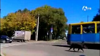 Дикий кабан в летнем Хабаровске - смотреть видео (0:35)