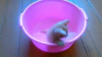 Котята в сиреневом тазу - смотреть видео (1:58)