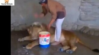 Человек мое льва - смотреть видео (2:24)