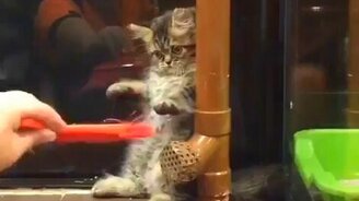 Котёнок и метёлка - смотреть видео (0:25)