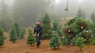 Мастерская транспортировка ёлок - смотреть видео (3:10)