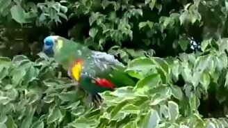 Какая злая собака! - смотреть видео (0:49)