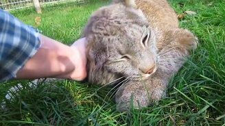 Ласковая рысь - смотреть видео (1:30)