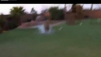 Домашний тигр спешит на обед - смотреть видео (0:18)