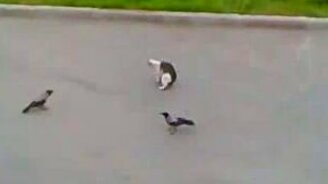 Захватывающий триллер - смотреть видео (3:25)