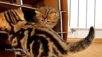 Парк развлечений для котят - смотреть видео (1:31)