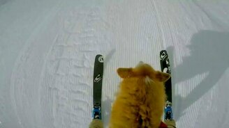 Собака на горных лыжах - смотреть видео (0:33)