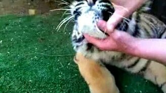 Тигр лишается молочного зубика - смотреть видео (0:54)