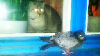 Классический исход кошачьей атаки - смотреть видео (0:39)