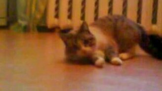 Прочь папарацци! - смотреть видео (0:14)