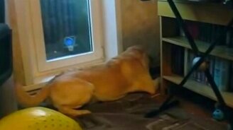 Собака подвывает игрушке - смотреть видео (1:00)