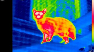 Съёмка кошек тепловой камерой - смотреть видео (5:59)