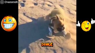 Приколы про котов и собак - смотреть видео (3:43)