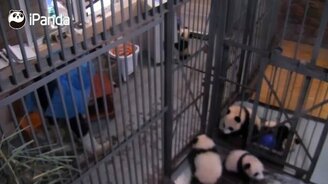 Панды сводят с ума няньку - смотреть видео (0:47)