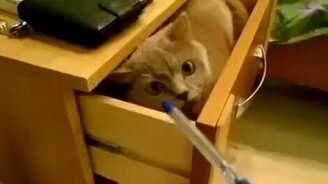 Это моя тумбочка! - смотреть видео (0:36)