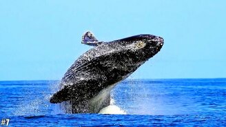 Самые большие существа на Земле - смотреть видео (4:11)