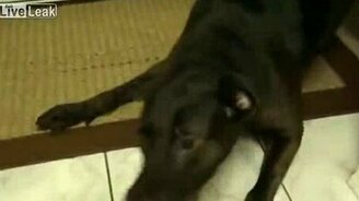 Пёс против бутылки из пластика - смотреть видео (0:57)