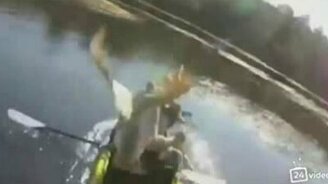 Гусь атакует лодочника - смотреть видео (0:10)