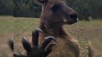 Кенгуру против стекла в окне - смотреть видео (0:31)