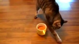 Мнение кота о кофе - смотреть видео (0:46)