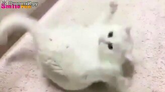 Приколы с кошаками - смотреть видео (4:46)