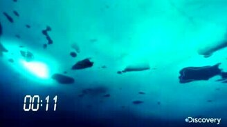 Рекорд подлёдного плавания - смотреть видео (1:36)