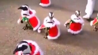 Чудные коты, кошки и другие зверушки - смотреть видео (6:32)