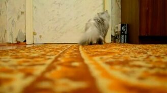 Это кошка умеет входить в комнату! - смотреть видео (0:24)