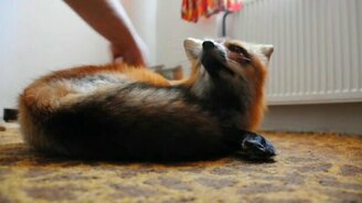 Минифильм про домашнюю лису - смотреть видео (4:21)