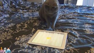 Кот играет в игру на планшете - смотреть видео (3:01)
