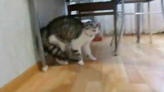 Реакция кота на заколку - смотреть видео (1:53)