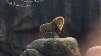 Суровый львиный рык - смотреть видео (1:05)