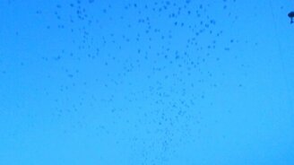 Большая стая птиц - смотреть видео (0:28)